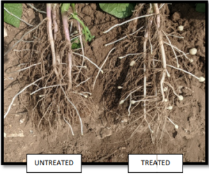 Interim rooting assessment comparison of potato plants treated and untreated with seaweed biostimulant. The treated is developing much better.