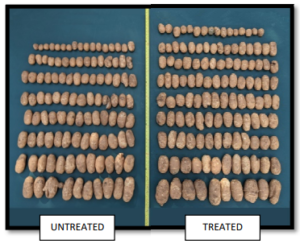Tuber comparison for potato plants treated and untreated with seaweed biostimulants. There are more tubers from the treated plants