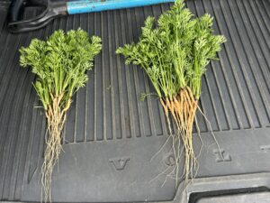 Early stage carrots treated and untreated with seaweed biostimulants - the treated are noticeably developing better