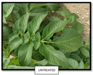Visual assessment of foliage for potato plants untreated with Seaweed biostimulants. The leaves are less .