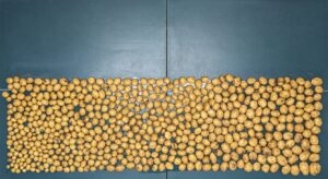 Tuber Yield in Electra 2024 - Control Untreated