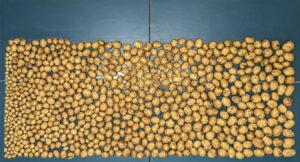 Tuber Yield in Electra 2024 - Treated Croptek Biostimulants Programme