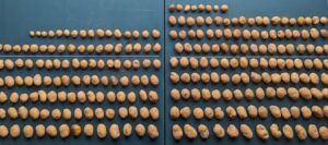 Tuber Yield Comparison – Jelly 2023 - Untreated Control (left) v Treated Croptek Biostimulants Programme (Right)